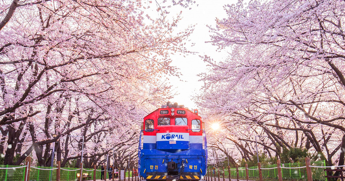 Jinhae Cherry Blossom Festival 2024 & Busan 2D1N Tour Trazy, Korea's